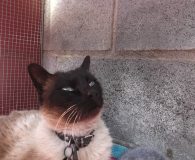Name: Balu Rasse: Siam Alter: ca. 7 Jahre Ort: Spanien Geschlecht:...