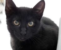 Franxesca Name: Franxesca Rasse: Europäisch Kurzhaar Alter: geb. ca. Juni 2012 Ort:...