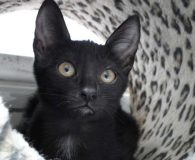 Frederica Name: Frederica Rasse: Europäisch Kurzhaar Alter: geb. ca. Juni 2012 Ort:...