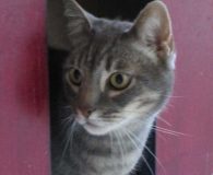 Lopez Name: Lopez Rasse: Europäisch Kurzhaar Alter: geb. ca. 2011 Ort: Lünen/NRW...