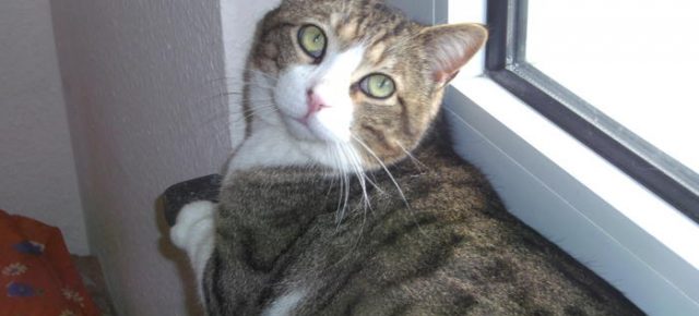 Name: Jeroni Rasse: Europäisch Kurzhaar Alter: geb. ca. 2010 Ort: Deutschland/Wuppertal...