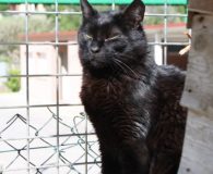 Colacao Name: Colacao Rasse: Europäisch Kurzhaar Alter: ca. 2007 geboren Ort: Spanien...