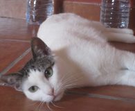 Luz Name: Luz Rasse: Europäisch Kurzhaar Alter: geb. ca. April 2012 Ort:...