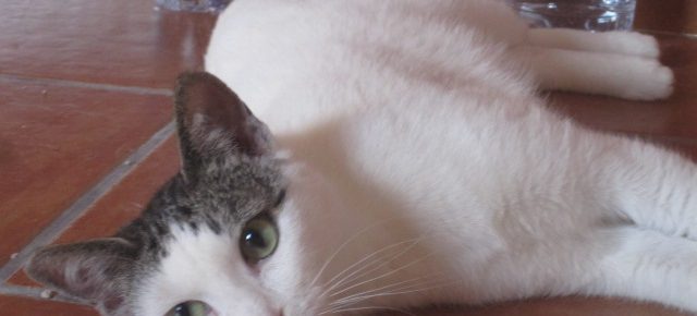 Name: Luz Rasse: Europäisch Kurzhaar Alter: geb. ca. April 2012 Ort:...