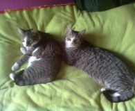 Josie und Charlie sollen zusammen bleiben Name: Josie und Charlie Rasse: Europäisch Kurzhaar Alter: 3 Jahre Ort:...
