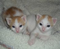 Harry aus der Harry Potter Gang Name: Harry Rasse: Europäisch Kurzhaar Alter: geb. Mitte April 2013 Ort:...