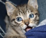 10 süße Kitten suchen ein Zuhause Name: Benita, Benito, Milo, Mila, Emilia, Emilio, Sandro, Sandra, Vicky, Vicktor...