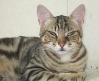 Name: Nico Rasse: Europäisch Kurzhaar Alter: geb. ca. Oktober 2012 Ort:...