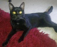 Rico Name: Rico Rasse: Europäisch Kurzhaar Alter: geb. ca. Mai 2012 Ort:...