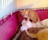 Zuvan Name: Zuvan Rasse: Europäisch Kurzhaar Alter: geb. 05.04.2013 Ort: Kreta/Griechenland Geschlecht:...