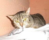 Jornet Name: Jornet Rasse: Europäisch Kurzhaar Alter: geb. ca. Mai 2012 Ort:...
