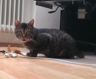 Jornet Name: Jornet Rasse: Europäisch Kurzhaar Alter: geb. ca. Mai 2012 Ort:...