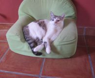 Name: Kora Rasse: Siam-Mix Alter: geb. ca. August 2011 Ort: Spanien/Caudette...