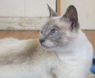 Bora Name: Bora Rasse: Siam-Mix Alter: geb. ca. August 2012 Ort: Spanien/Caudette...