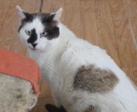 Llanero Name: Llanero Rasse: Europäisch Kurzhaar/Siam/Snowshoe-Mix Alter: geb. ca. Juli 2008 Ort:...