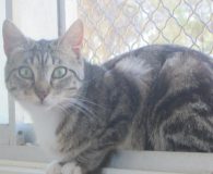 Lina Name: Lina Rasse: Europäisch Kurzhaar Alter: geb. ca. Juli 2012 Ort:...