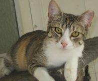 Lunes Name: Lunes Rasse: Europäisch Kurzhaar Alter: geb. ca. Juli 2012 Ort:...
