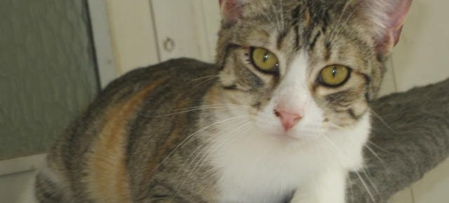 Name: Lunes Rasse: Europäisch Kurzhaar Alter: geb. ca. Juli 2012 Ort:...