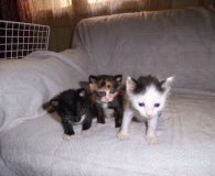 Alejo, Ambrus und Zena Name: Alejo, Ambrus, Zena Rasse: Europäisch Kurzhaar Alter: geb. ca. Mai...