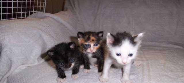 Name: Alejo, Ambrus, Zena Rasse: Europäisch Kurzhaar Alter: geb. ca. Mai...