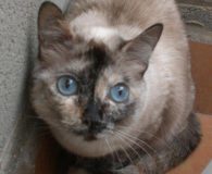 Puceta Name: Puceta Rasse: Europäisch Kurzhaar-Siam-Mix Alter: geb. ca. Mai 2011 Ort:...