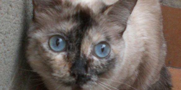 Name: Puceta Rasse: Europäisch Kurzhaar-Siam-Mix Alter: geb. ca. Mai 2011 Ort:...
