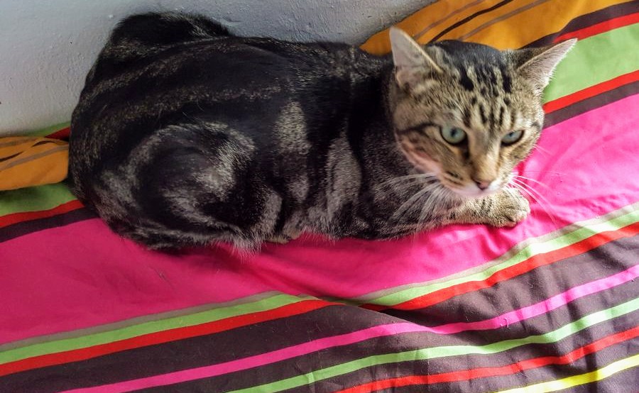 Mr. Jingles vermittelt › Katzenfreunde Grenzenlos E.V.