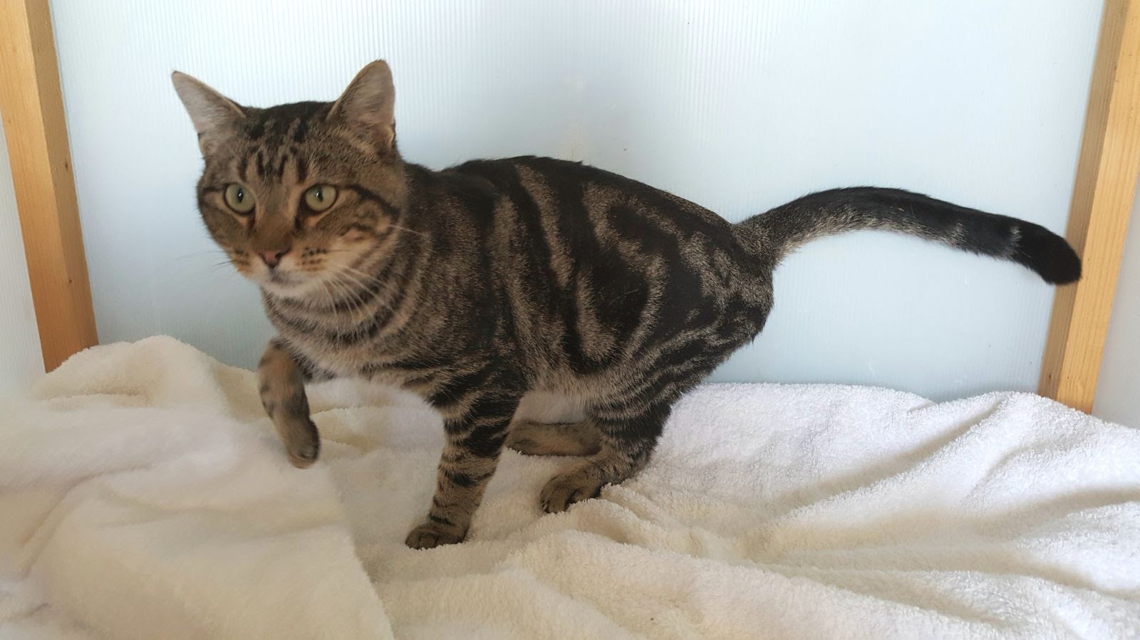 Mr. Jingles vermittelt › Katzenfreunde Grenzenlos E.V.